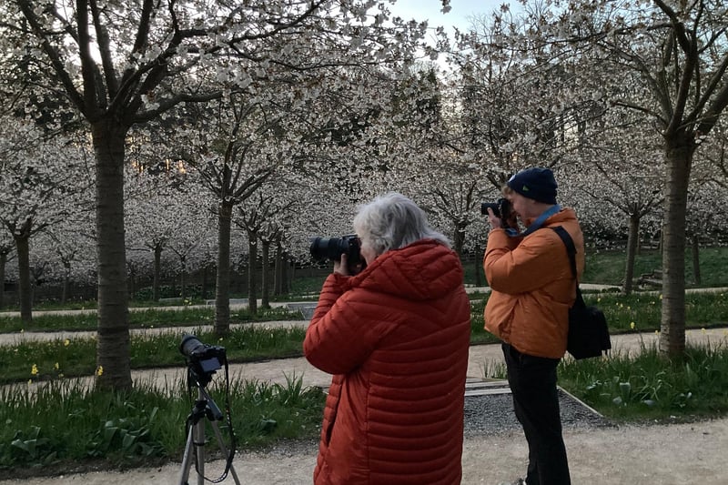 Photographers capture the blossom in all its glory. Picture: Ian McAllister