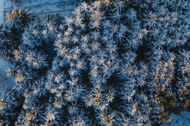 A drone was used by Michael Markowski to get this incredible aerial view of frozen woodland.