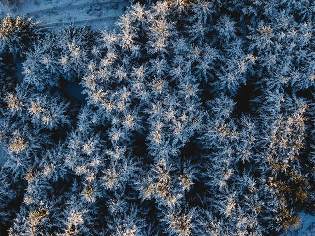 A drone was used by Michael Markowski to get this incredible aerial view of frozen woodland.