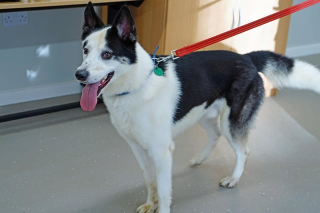 Lucky is a two-year-old Husky cross collie. He's looking for an adult-only home and will need some basic training
