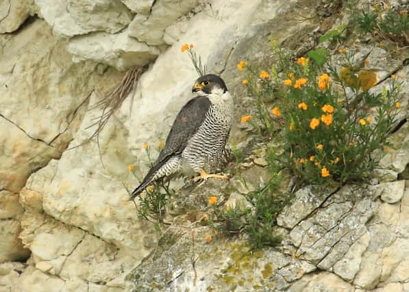 Peregrines which have made their homes in the Peak District would be endangered by the loss of vital laws to protect wildlife (photo: John Hawkins/Surrey Hills Photography)