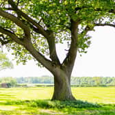 Derbyshire County Council has launched a new initiative to plant one million new trees across the county by 2030. County Councillors are urging residents, landowners, and volunteers to help them in their drive to boost the environment and tackle the effects of climate change.