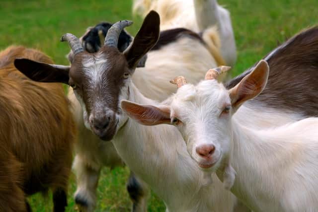 A dog walker has issued a warning after their pet was approached by a herd of goats at a Derbyshire park. Picture for illustration purposes.