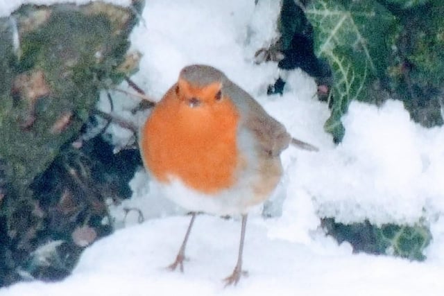 A little robin. From Sarah Blackham.