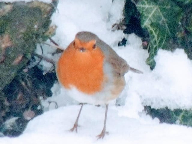 A little robin. From Sarah Blackham.