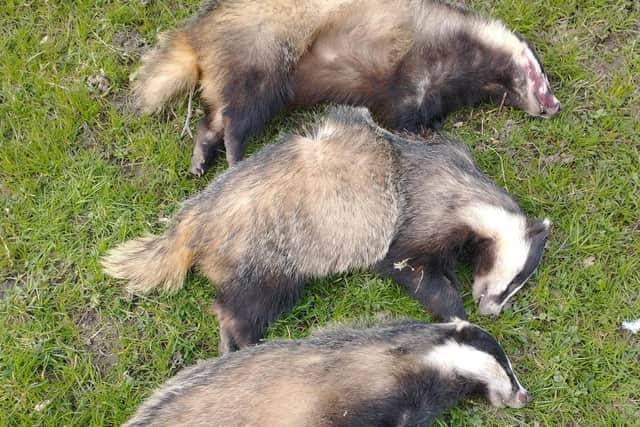 Three badgers were found shot dead in Chinley, High Peak.