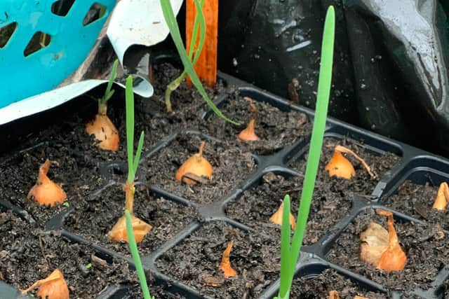 Onions getting a heeadstart in the tunnel