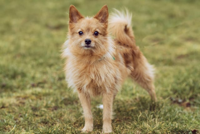 This five-year-old Pomeranian cross Yorkie is refined, quiet and is likely to doze on the lap of a person she feels comfortable with. She is nearly house trained but may need behavioural support and advice. Mia would prefer to be the only animal in the house.