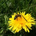 A honey bee on a dandelion could be a more common sight this month if verges are left to grow. Image: Trevor Dines, Plantlife.