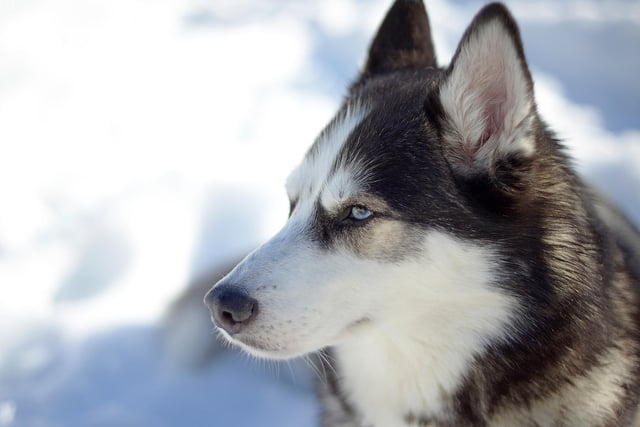 A Siberian Husky has an average price tag of £856.