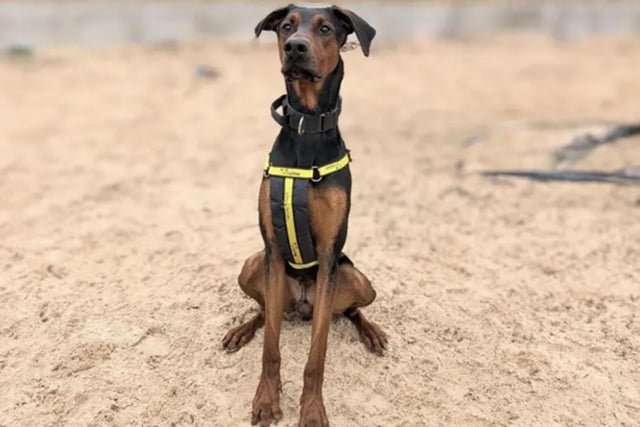 Hank is a two-year-old Doberman Cross. He is energetic and fun, making him an ideal dog for training. He needs an adult-only home, patient owners, and access to quiet countryside walks. Hank is looking for a loving family to explore and play with.