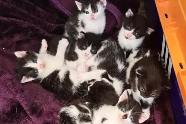 The RSPCA is bracing itself for an influx of kittens this kitten season and is urging people to get their cats neutered