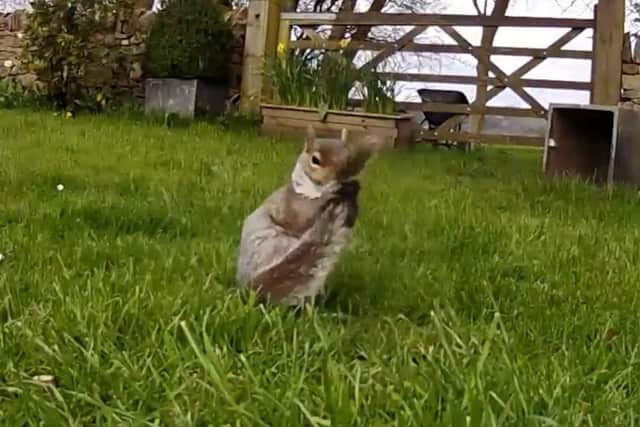 Wildlife photographer Villager Jim captured the footage and says he had never seen such behaviour by a squirrel in 14 years of observing them.