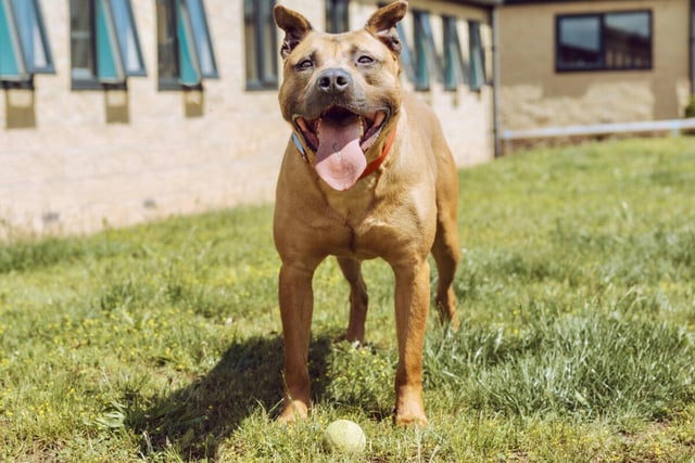 Fred is a two-year-old Staffy cross who is soft, friendly and very clever. He is stranger friendly and can be left on his own for short periods. Fred is looking for an experienced owner in an adult only household and preferably one where he is the only pet in the home.