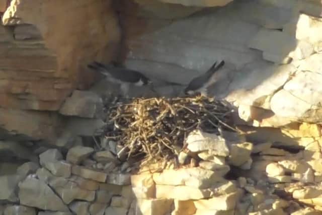 The parent falcons abandoned the nest as a result of the theft. (Image: RSPB)