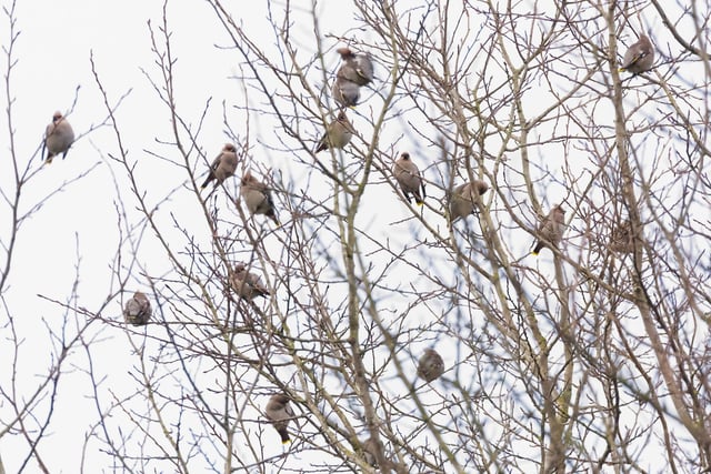 Derbyshire Ornithological Society tweeted that ten waxwings flew west over Bottoms Reservoir in Derbyshire, 13 are still in Chesterfield around the junction of Hasland Road and Whitebank Close as well as the large number at Hassop Station.
All Rights Reserved: RKP Photography
