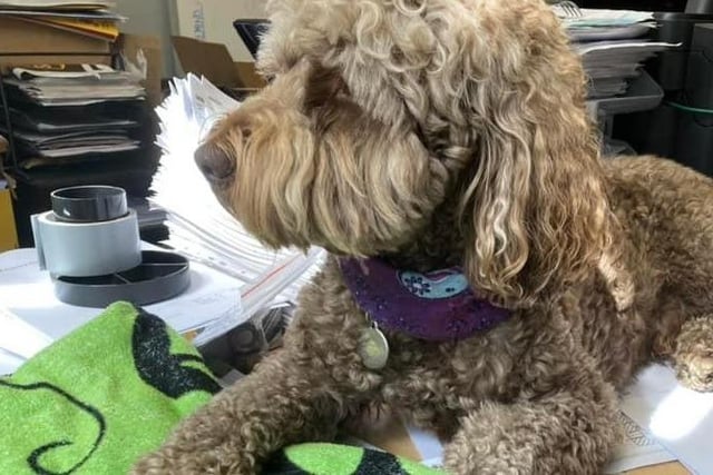 Suzanne Grey submits this adorable photo of a pooch determined to be the centre of attention in the office.
