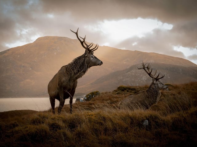Dean admits he was "very fortunate" to have seen the group of stags.