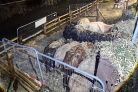 Some of the cows were able to be saved by emergency services - but others sadly drowned.