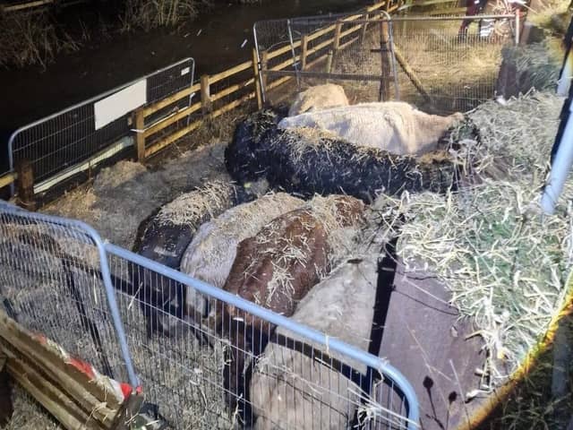 Some of the cows were able to be saved by emergency services - but others sadly drowned.