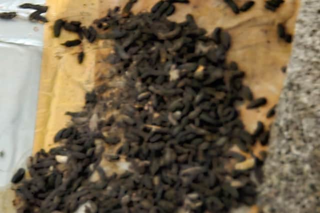 Rat faeces found in the flat.