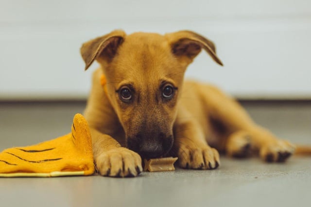 Quin is an adorable nine-week-old Belgian Malinois cross who is looking for an owner to give him the love and comfort that he craves.