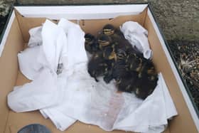 The rescued ducklings were taken to a local vet and have now recovered and been rehomed at a wildlife sanctuary.
