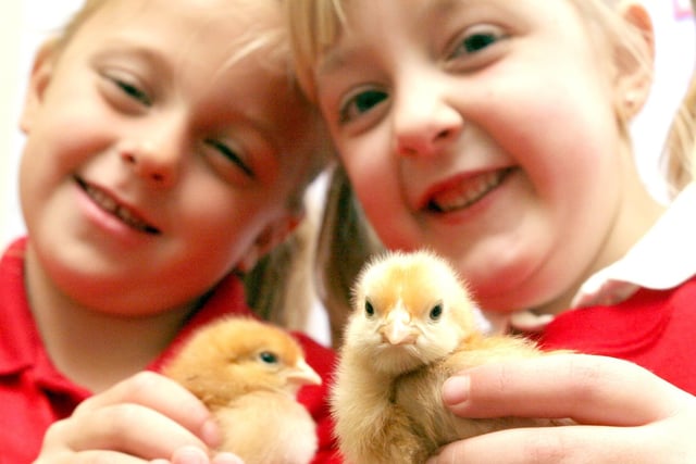 Maddie Wilks and Leah Horton, both five, with cute chicks at Heath Primary School.