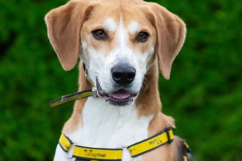 Find Dogs Dogs Trust: Meet these 11 loving dogs who are looking for a forever ...