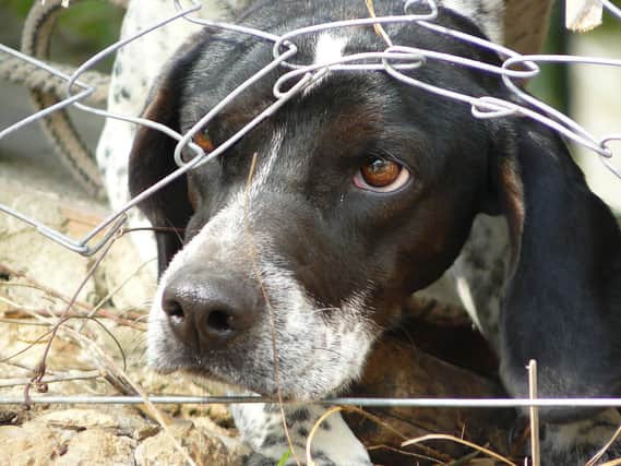 The RSPCA have been called to 1,943 reports of intentional animal cruelty in Derbyshire since 2016