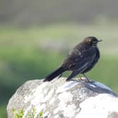 Young Ring Ouzel exploring its habitat as hope increases for conservation efforts in the Peak District.