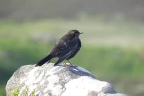 Young Ring Ouzel exploring its habitat as hope increases for conservation efforts in the Peak District.
