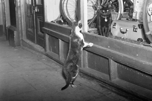 A cat in Cockburn Street checks out anther feline in a shop window in July 1954.