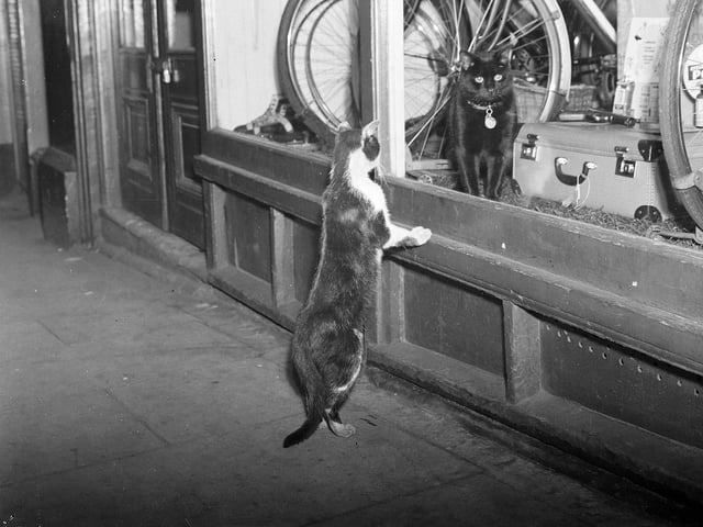 A cat in Cockburn Street checks out anther feline in a shop window in July 1954.