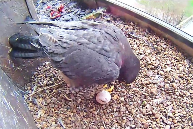 A photo taken yesterday shows the Derby Cathedral peregrine falcon just after laying her first egg of 2024.