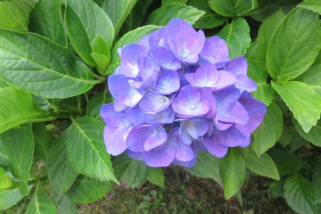 Here's a splash of colour from Irene Gilsenan who spotted this hydrangea near Gradbach.