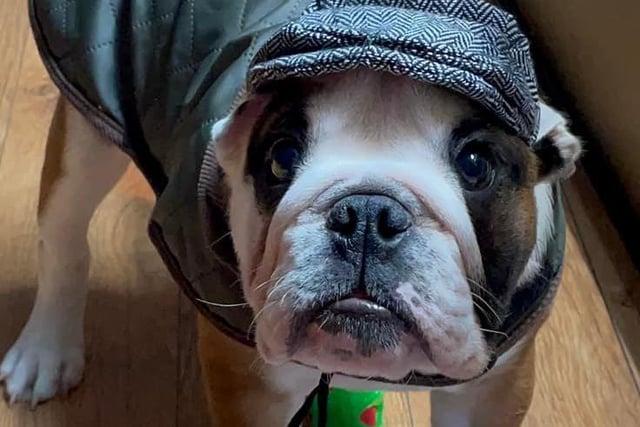 Dudley is ready for a day out with his cap, coat and tie.