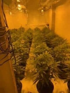 Following reports from a member of the public, officers attended an address in Saltergate and discovered 442 cannabis plants spread over two floors of the property.