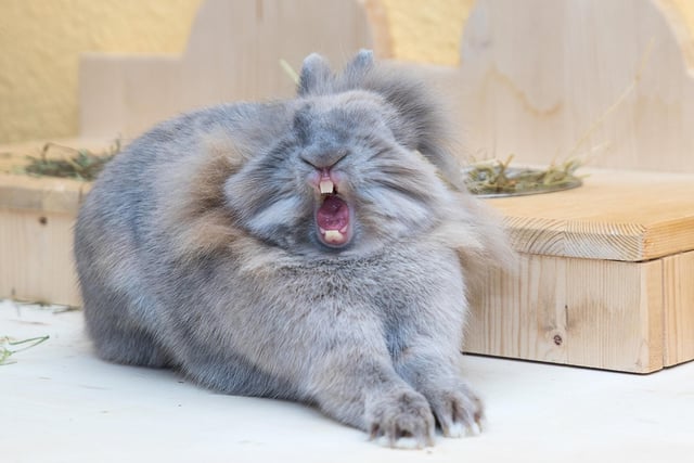 Anne Linder won the All Other Creatures prize for her picture of a yawning rabbit with the great caption: 'Drama Queen'