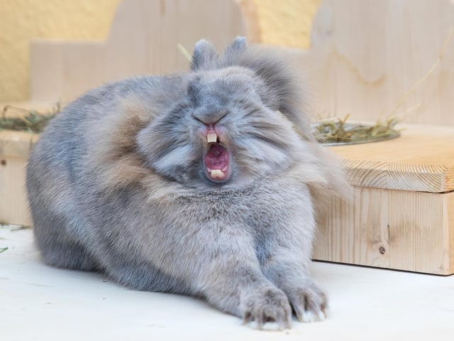Anne Linder won the All Other Creatures prize for her picture of a yawning rabbit with the great caption: 'Drama Queen'