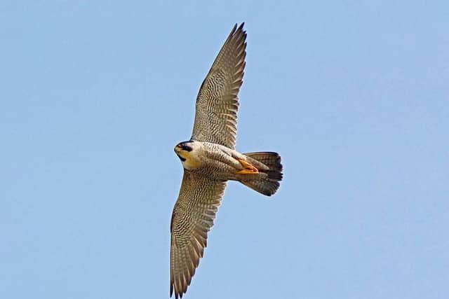 A man has been charged over the theft of Peregrine Falcon eggs