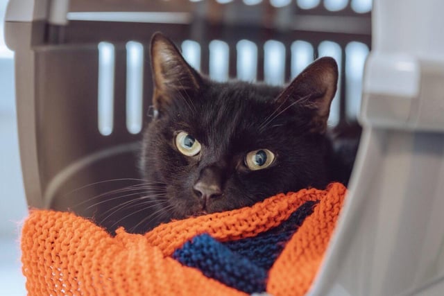 Ronnie was brought into the shelter at the same time as Reggie and was also riddled with fleas. The parasites have now gone and the quiet two-year-old is looking for a loving home where he would be an indoor cat. He may be able to live with a dog or another cat.