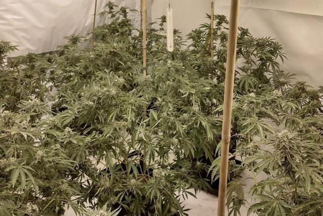 Police in Chesterfield have discovered two cannabis grows after raids. Image: Chesterfield Town Centre SNT.