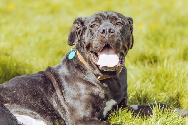 Bella is a gentle six-year-old Cane Corso with a beautiful face. She is big and strong, almost house trained and can be left alone for short periods. Bella could live with children aged 11-15 years.