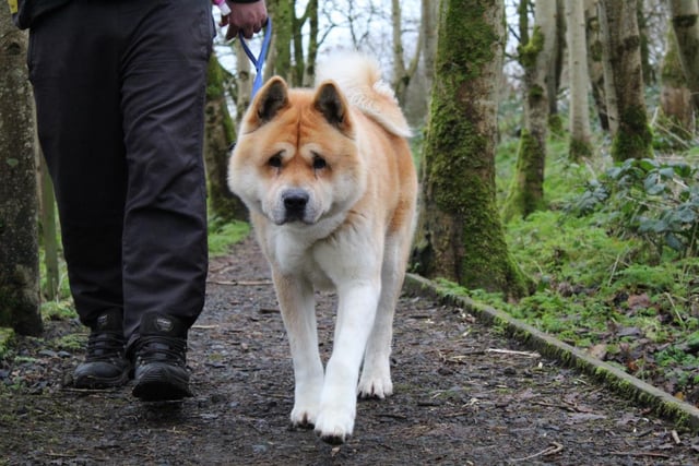 Bear is a beautiful two year old Akita searching for his forever home. He is a sensitive soul who takes his time getting to know new people; because of this he is searching for an adult only home.