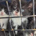 Recently, seven kittens were dumped in Derby. The black and white kittens - who were just a few weeks old- were found on October 8 inside a cat carrier and were found with no provisions. The six boys and one girl were given health checks and taken to a rescue centre for rehoming.
