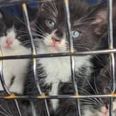 Recently, seven kittens were dumped in Derby. The black and white kittens - who were just a few weeks old- were found on October 8 inside a cat carrier and were found with no provisions. The six boys and one girl were given health checks and taken to a rescue centre for rehoming.