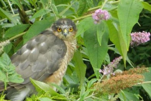 These small birds of prey almost went extinct in the UK in 1960s due to extensive use of pesticides, which led to thinning of egg shells and increased overall mortality of sparrowhawks.