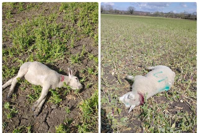 Two lambs were killed by the dog, and at least three more were injured.