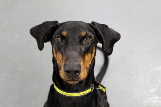 Indie is a active Dobermann who is two years old.  She loves to run and get cuddles from people she knows. Indie is looking for an active home with older teenage children 16 and up as she is quite the bouncy lady.